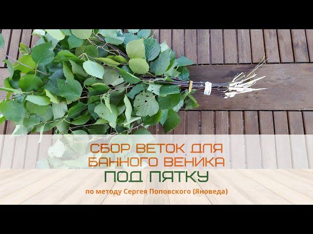 Как собирать веники для бани? Метод "под пятку" Сергея Поповского - Ясноведа.