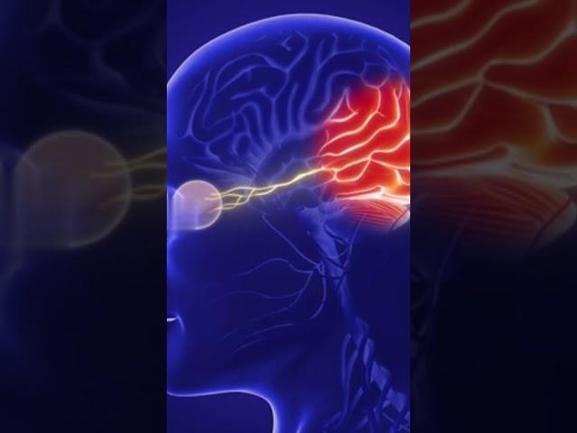 What is the optic nerve ? What is the purpose of the optic nerve ?