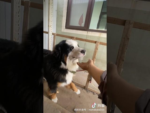 可爱的熊猫狗丹尼