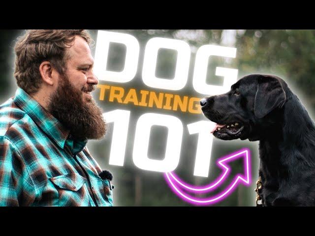 How To Train The Perfect Dog - Simple First Steps