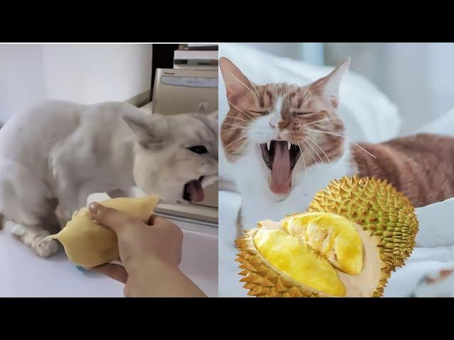 Funny Cats Reaction To Smelling Durian-Cute and Funny Cat Videos Compilation #08