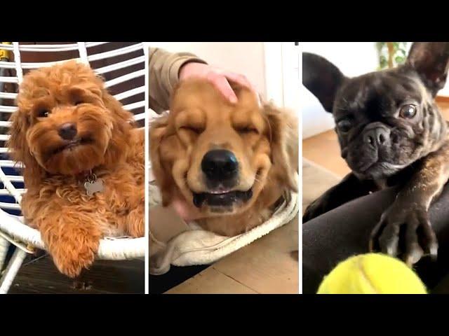 The Best DOG Videos of 2023  Hilarious Dogs Compilation! 