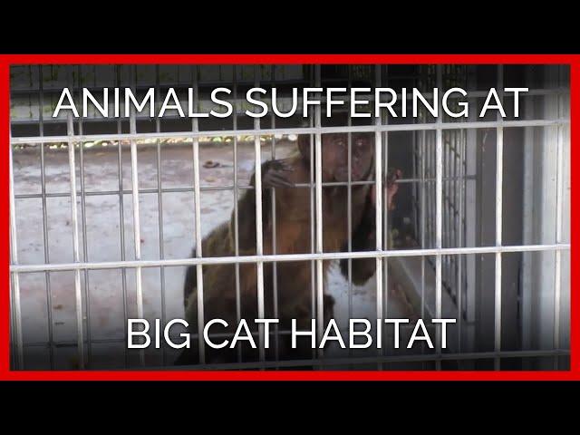 Animals Suffering at Pseudo-Sanctuary Big Cat Habitat