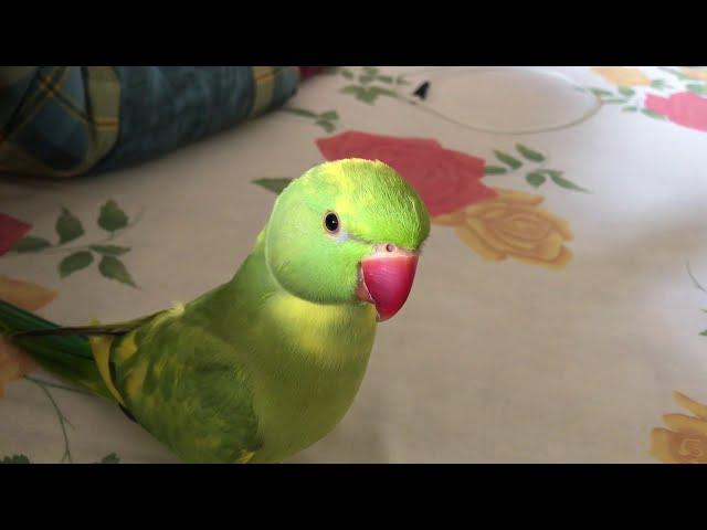 Cute parrot likes to sneak under bed covers 