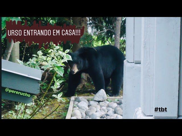 Black Bear inside home!!! URSO ENTRANDO EM CASA!!! @pererucho