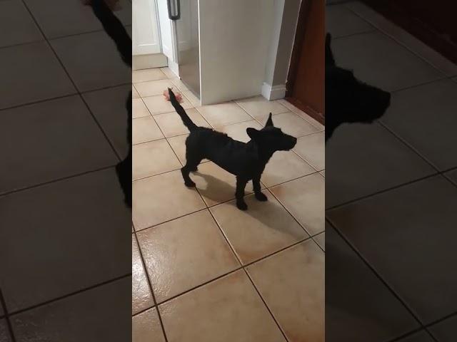 dog chases tail 