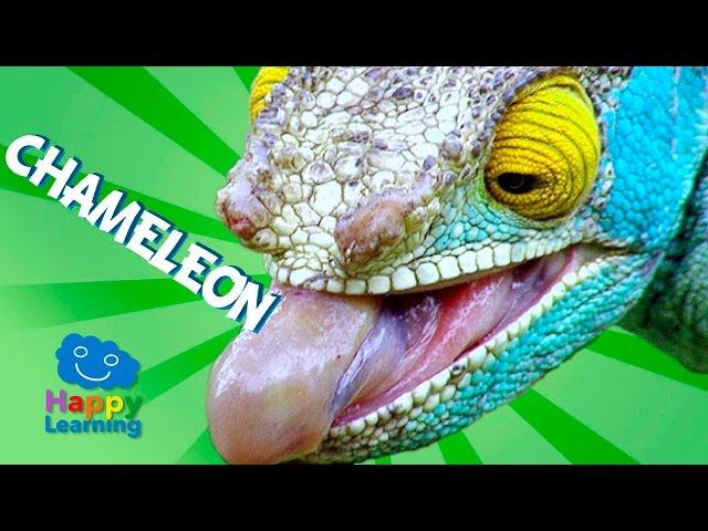 Videos for Children | Chameleon for Kids (Educational Video)