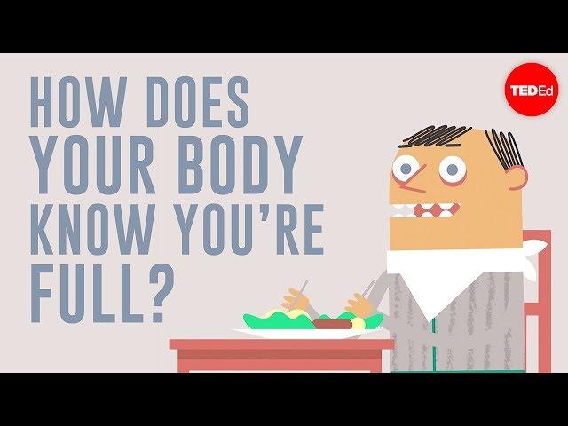 How does your body know you're full? - Hilary Coller