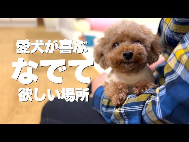 ここを撫でて！　愛犬が喜ぶ撫でて欲しい場所・嫌がる場所