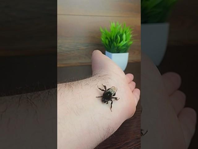 Укусила пчела. Что делать?