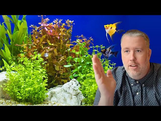 How to Pick Aquarium Plants the SMART Way