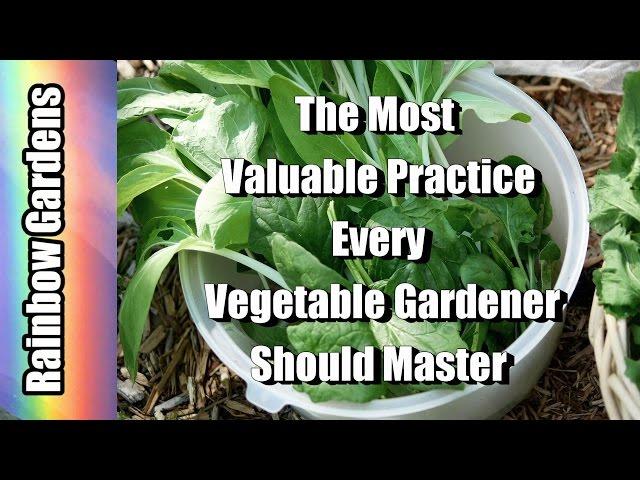 Succession Planting: The Most Valuable Practice Every Vegetable Gardener Should Master |  THE GARDEN