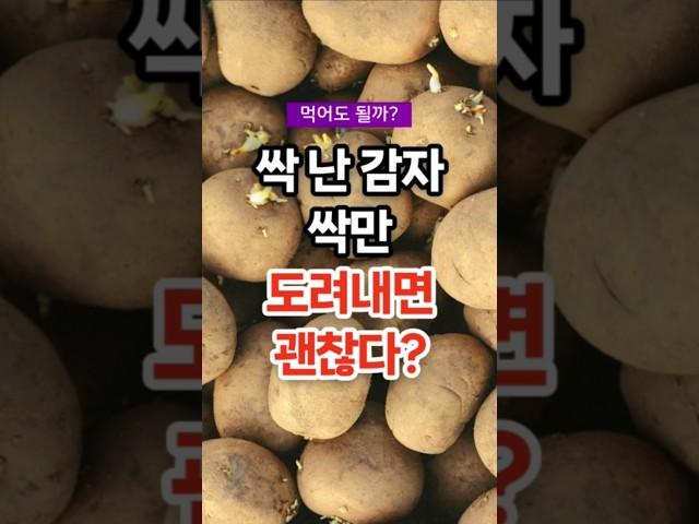 싹난 감자 먹어도 되나요?  #건강 #건강정보 #건강상식
