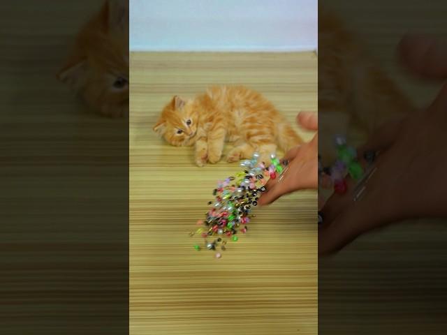 Funny Cat Barsik Beads  Reverse Video / Cat sound | Cat video #cat #love #funny