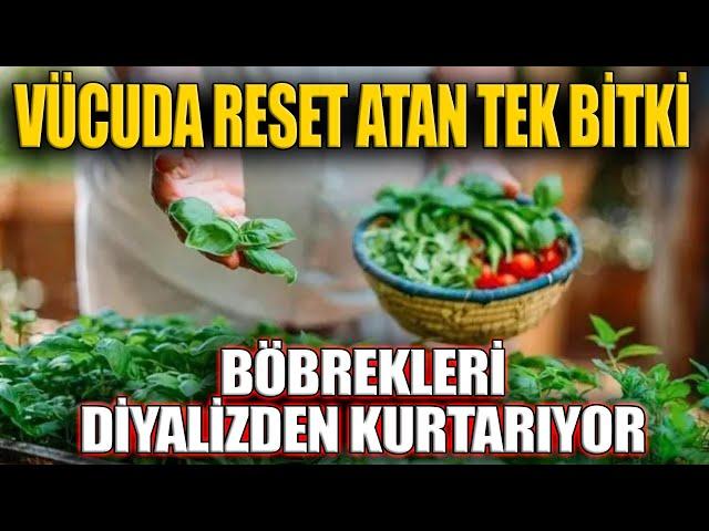 Vücuda reset atan tek bitki Böbrekleri diyalizden kurtarıyor