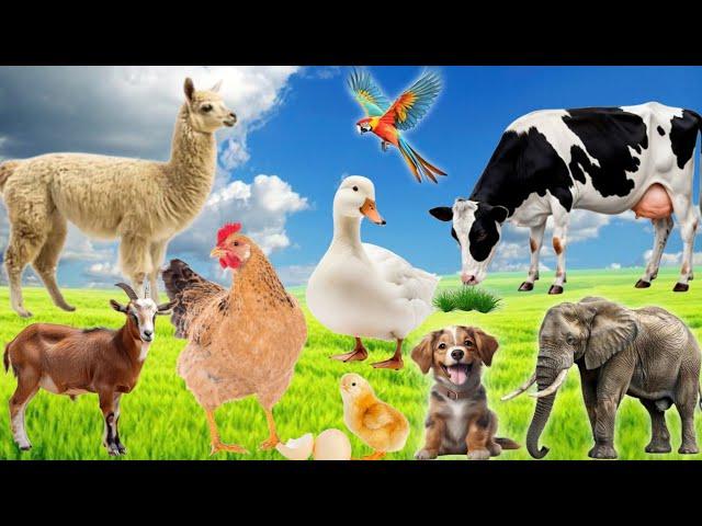 Farm Animal Food : Cow, Dog, Cat, Goat, Elephant, Duck, Chicken, Sheep – Animal Sounds