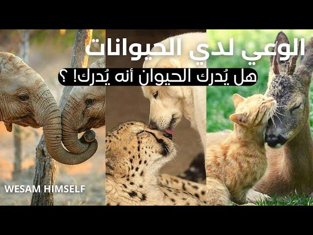 الوعي والإدراك عند الحيوانات | هل يُدرك الحيوان أنه يُدرك..!؟