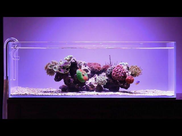 Minimalistic NANO Shallow Reef Tank!