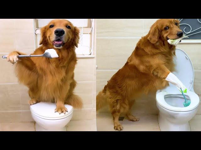 The Moments When a Golden Retriever Looks Like a Human(compilation)#8