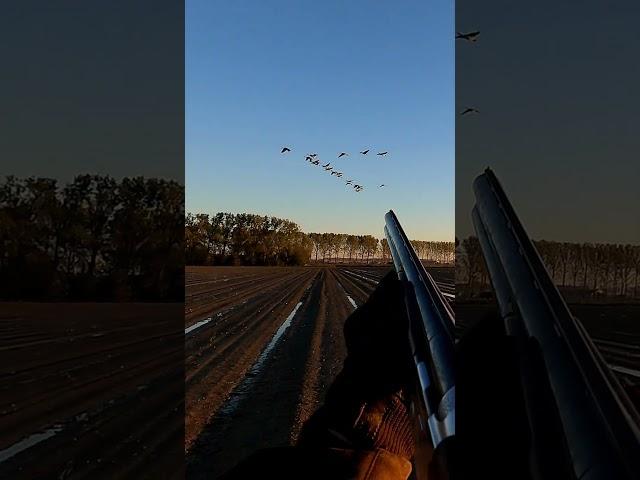 A satisfying far shot #goosehunting  #duckhunting #hunting