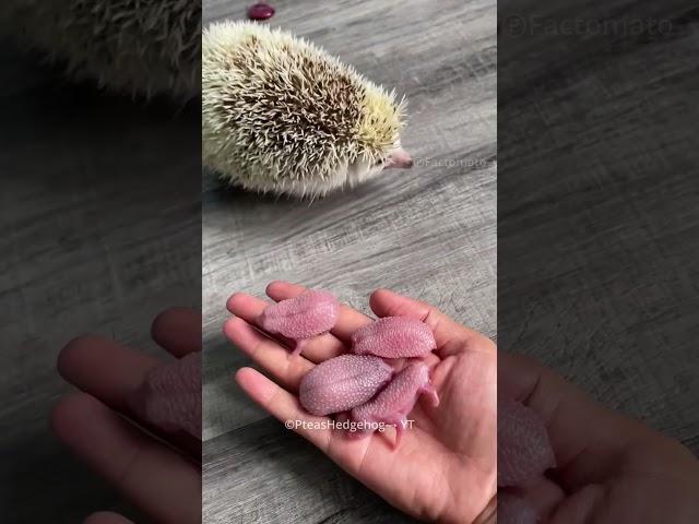 Girl Raise a Mother Hedgehog