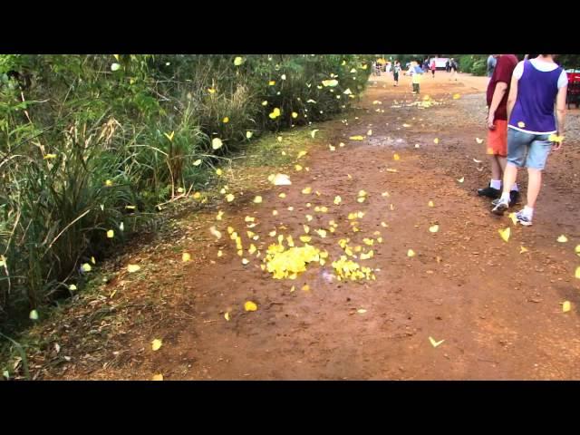 Nuvem de borboletas amarelas no Parque Nacional do Iguaçu