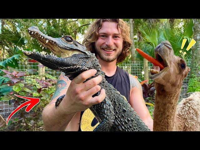 Camels get NEW Home + NEW CROCODILE!