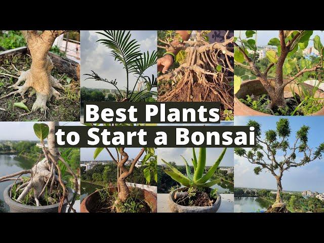 Bonsai Tree for Beginners