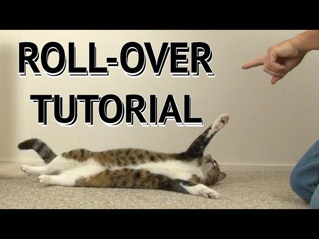 How to teach your cat ROLL OVER - Tutorial