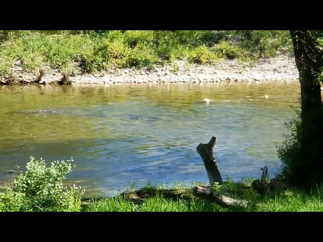 Fishes Swimming Upstream in Thames River