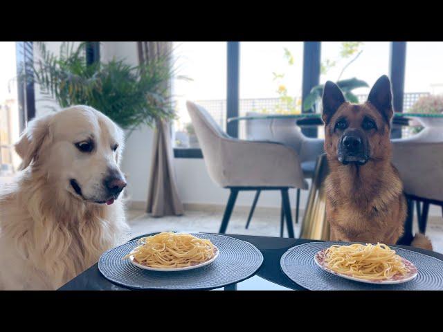 Spaghetti Eating Competition: German Shepherd vs. Golden Retriever