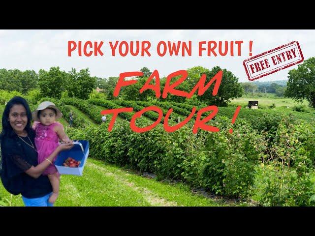 Farm Tour UK! Pick your own fruits  Maynards farm
