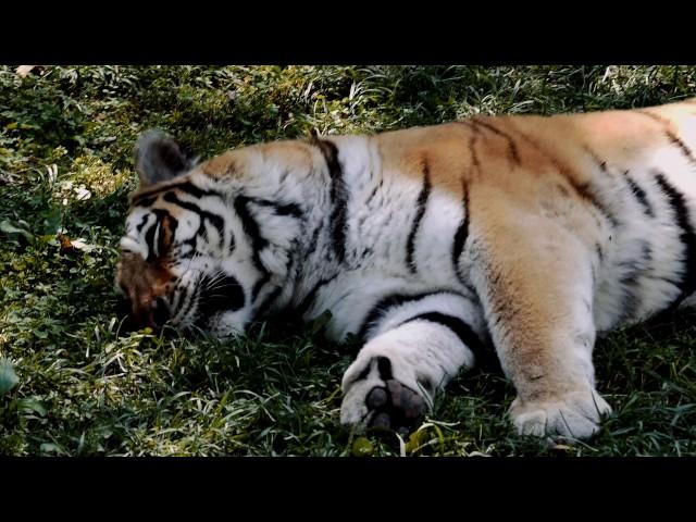 Animals at the St. Louis Zoo 4k Supercut