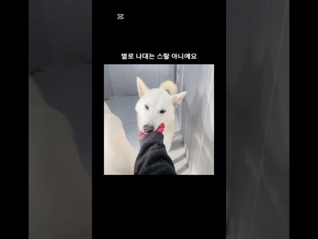 [하남유기견 보호소]해외입양확정1-2달만 임보해주세요 #임보