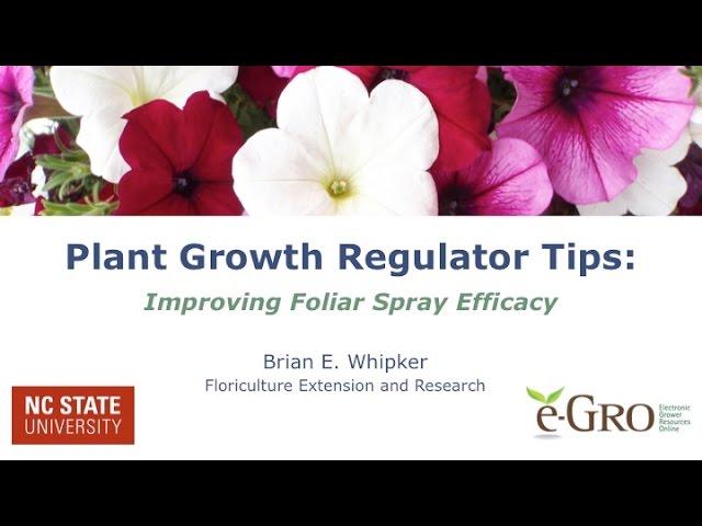 Increasing PGR Foliar Spray Efficacy