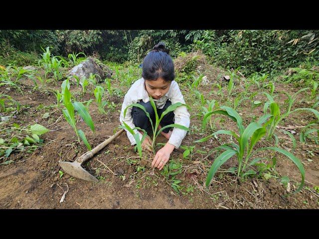 The life of an orphan girl - fertilizing corn, picking banana leaves to feed the fish