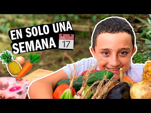 GERMINA TODOS TUS VEGETALES SIN SEMILLA RAPIDO! - Huerta casera en agua