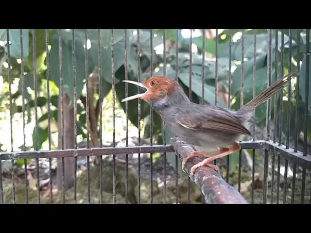 Pancingan burung prenjak kepala merah klawu pernjak tamu atas abang jantan betina agar bunyi GACOR