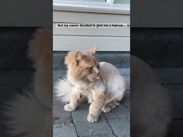 How 200$ cat haircut can look? #shorts #cat #funny #best #2023 #memes #viral