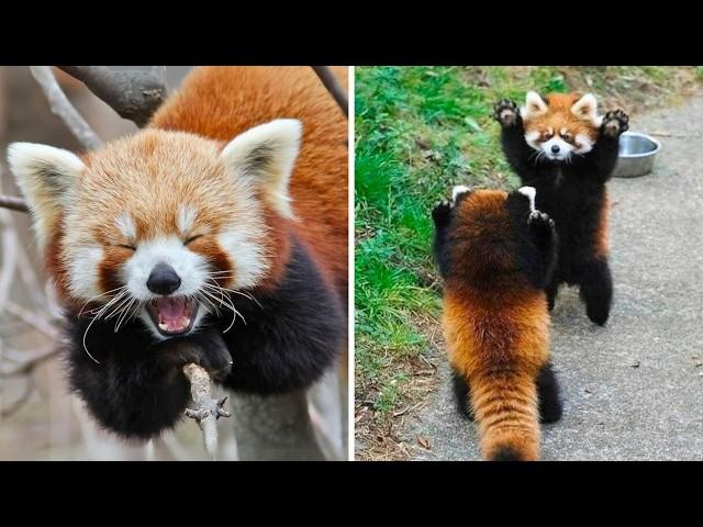 Red Panda  The Cutest Self-Defense Tactic!