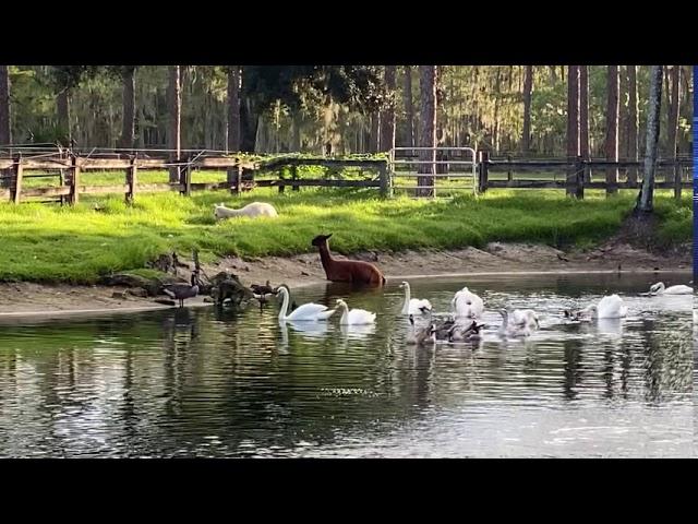 Alpaca Sugar swimming