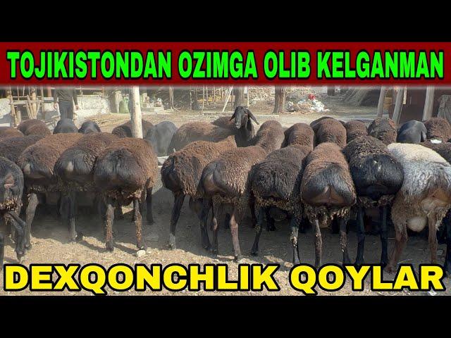 NASILDOR QOCHQORLAR TOJIKISTONDAN KELGAN SOTILADI SHOSHLING