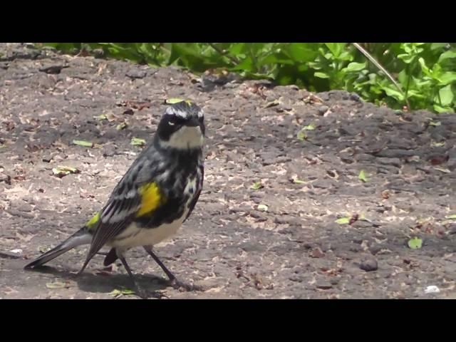 Yellow-rumped Warbler - my new friend ~ Fix "yt:stretch=16:9"