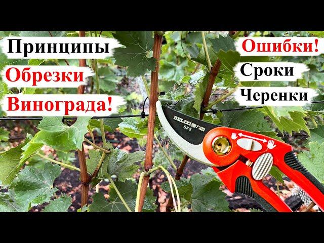 Основные ПРИНЦИПЫ ОБРЕЗКИ Винограда! ОШИБКИ, СРОКИ, ЧЕРЕНКИ