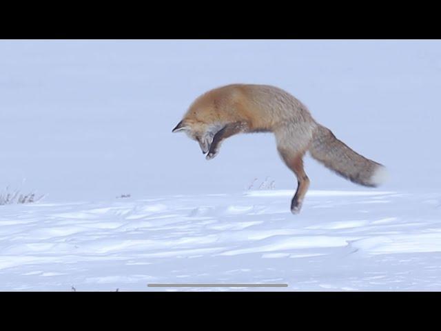 The Most Determined Fox in Yellowstone