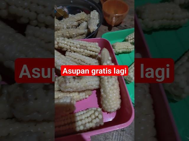 asupan gratis#jagungrebus#sambelpete'