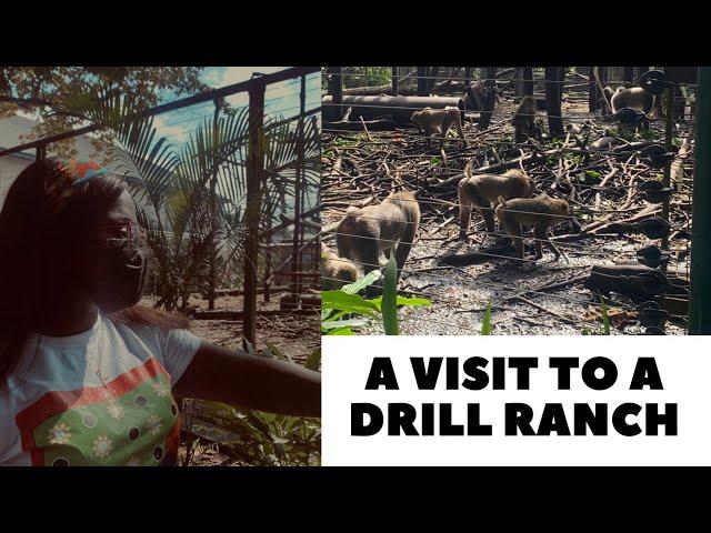 DRILL RANCH CALABAR || DRILL MONKEYS AND CHIMPANZEES  IN CROSS RIVER STATE