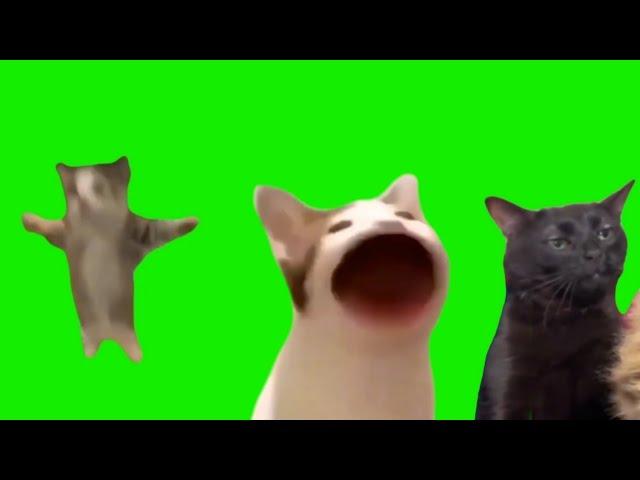 Memes cat template green screen free