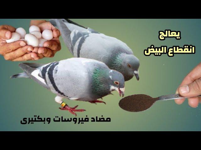 معلقة من المكون ده هيخلى الحمام يبيض بعد 3 ايام حتى لو قطاع انتاج ومش هتلاحق زغاليل