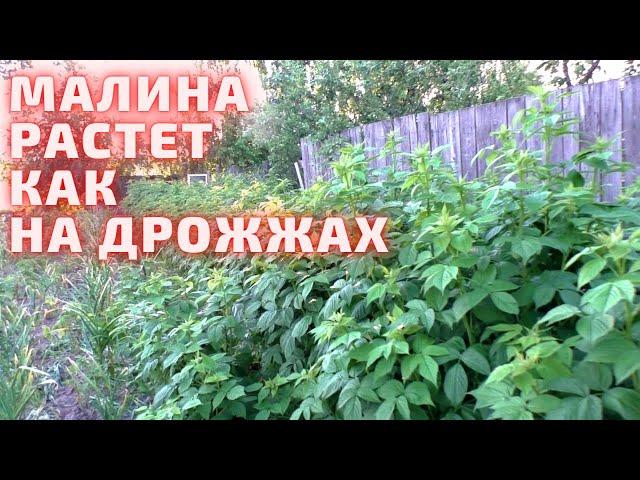 МАЛИНА На Органике. Фрукты-ягоды.